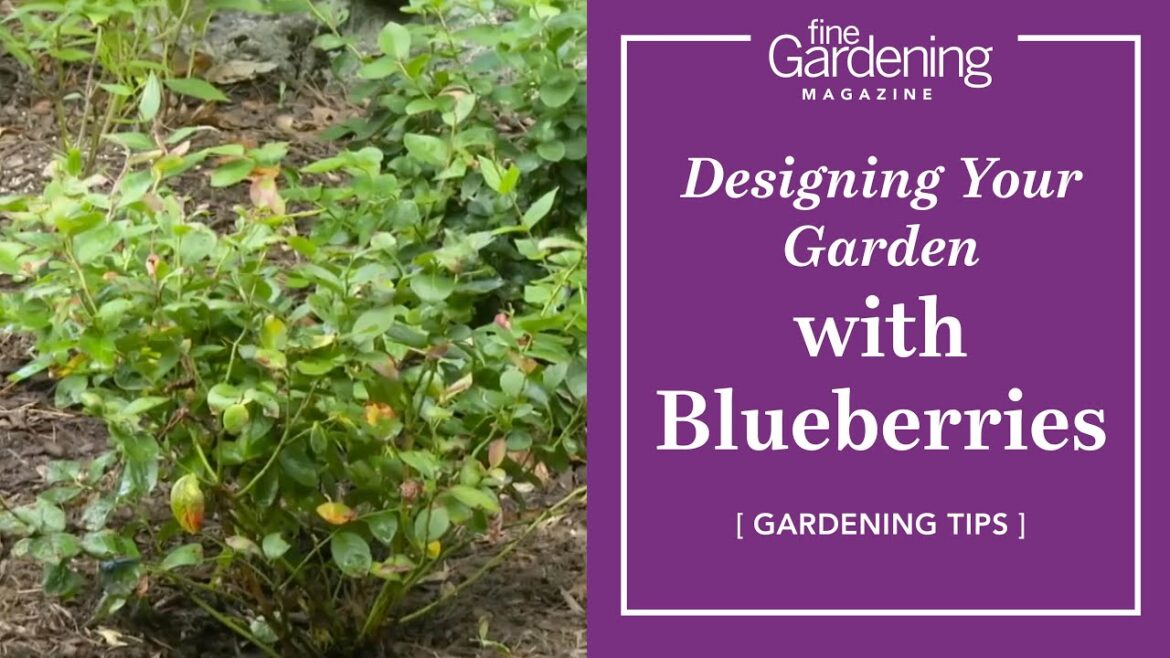 Gardening Tips | Designing Your Garden with Blueberries