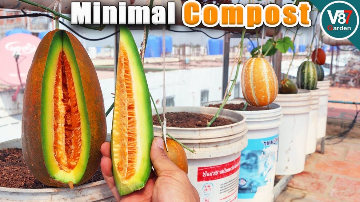 Grow Melons with Minimal Compost: The Secret to YOUR Container Garden!