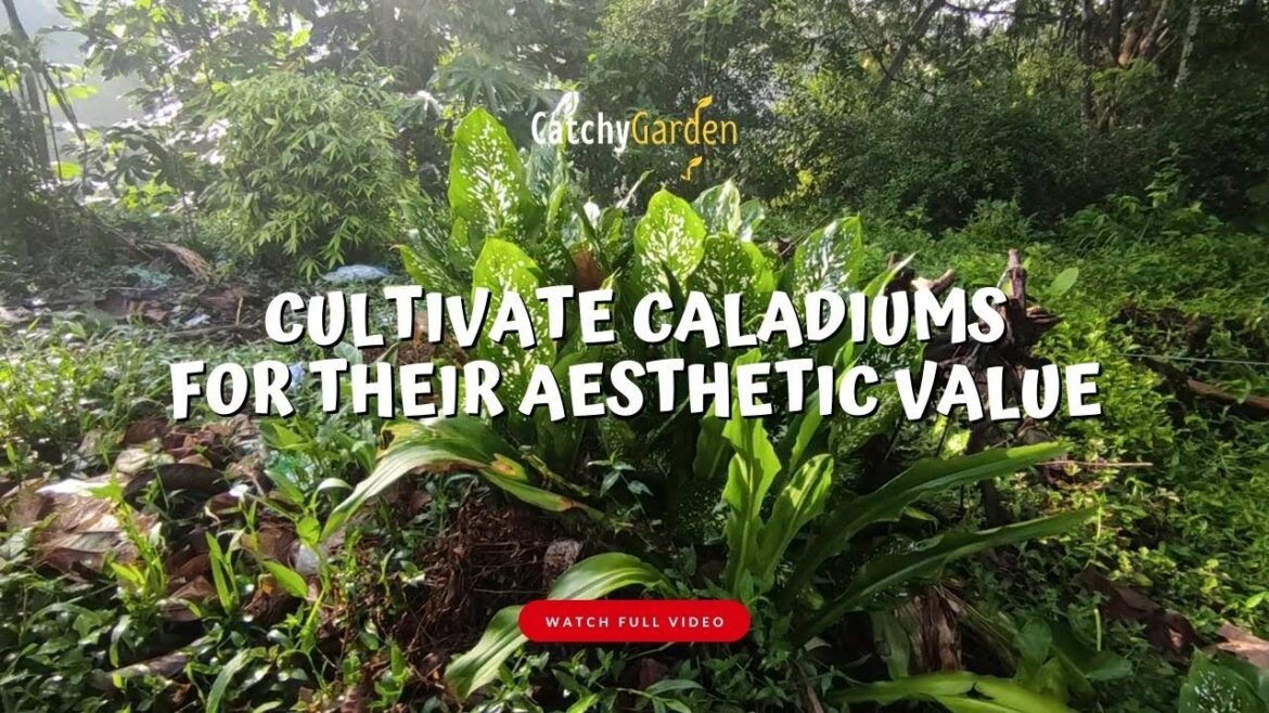 Cultivate Dieffenbachia for Their Aesthetic Value & How to Plant in Pot 🌱🍃