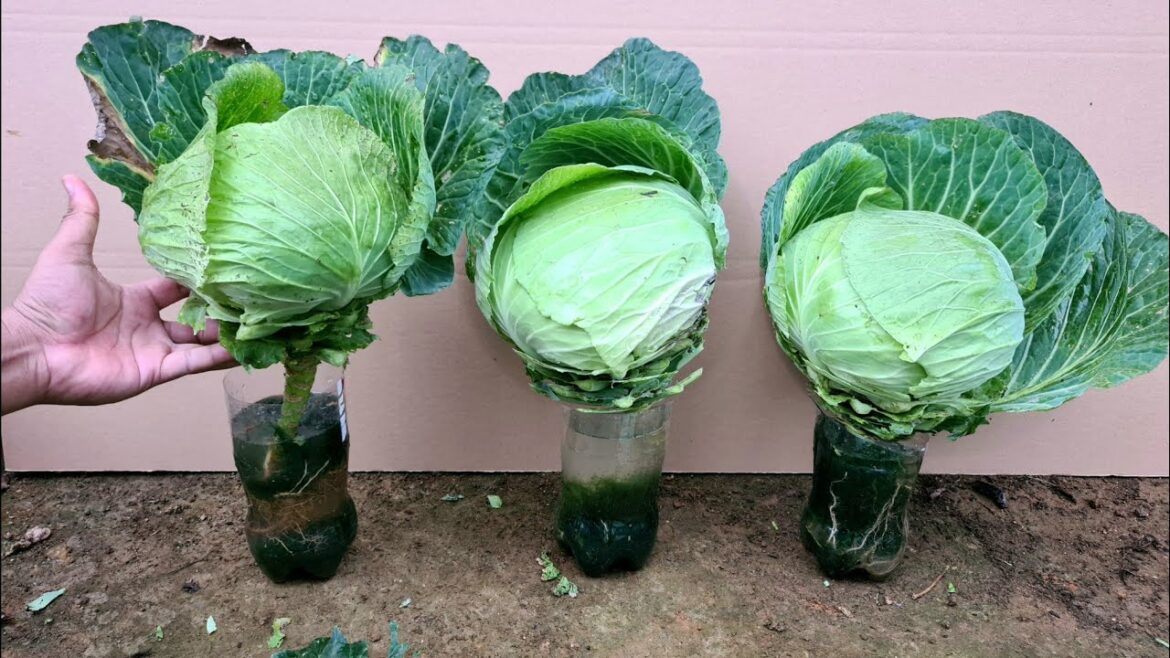 best gardening tips grow cabbage with plastic bottles