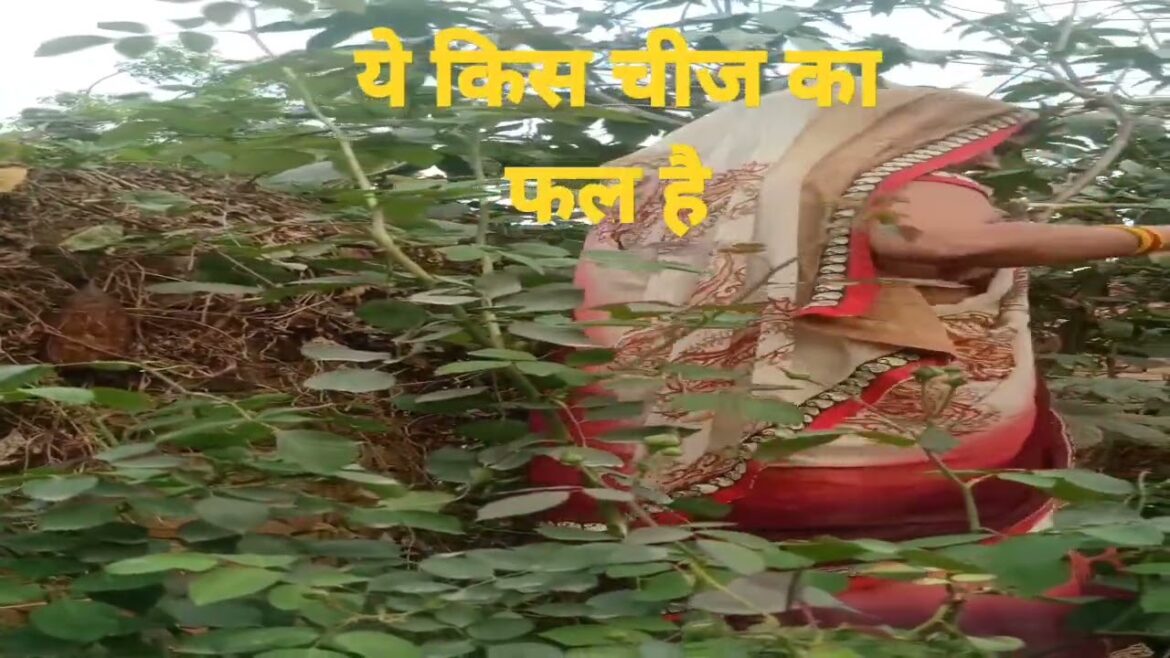 बागवानी vegetable plants