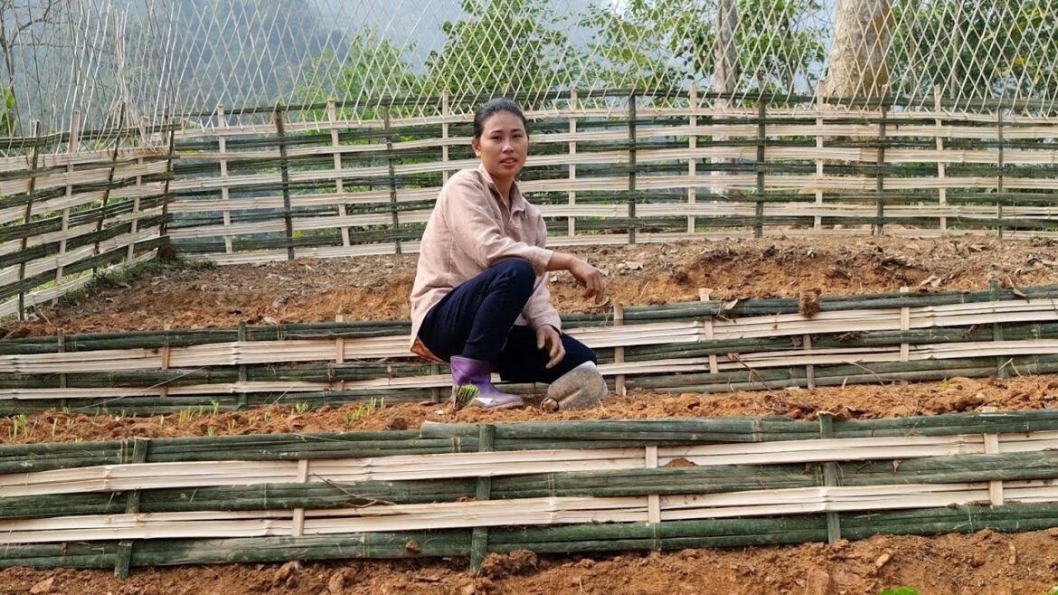Complete Vegetable Garden | Woven Bamboo Fence,Growing Vegetables | Dang Thi Mui