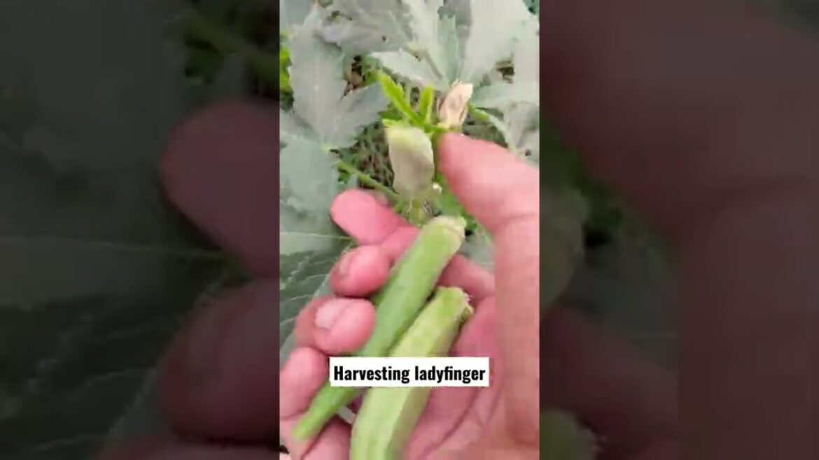 Gardening Tips| Harvesting ladyfinger #shorts #ladyfinger #short