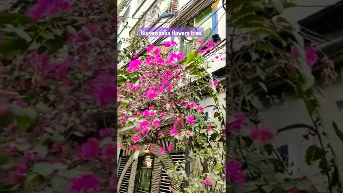 Flowers of Bugenvaelia. Front garden design ideas.#moreviews #viral #shortsfeed #design #gardening Flowers of Bugenvaelia. Front garden design ideas.#moreviews #viral #shortsfeed #design #gardening