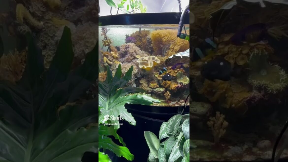 5 Tips for Creating a Low-Maintenance Saltwater Aquarium Garden 5 Tips for Creating a Low-Maintenance Saltwater Aquarium Garden