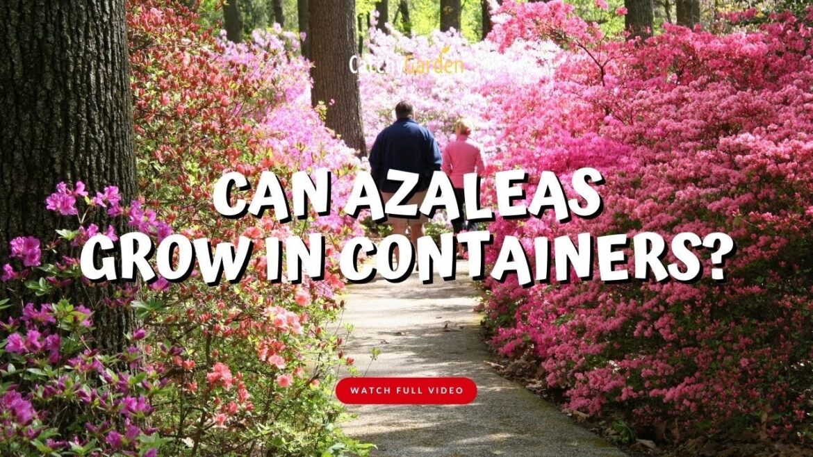Can Azaleas Grow in Containers?? 🌸🌱👍