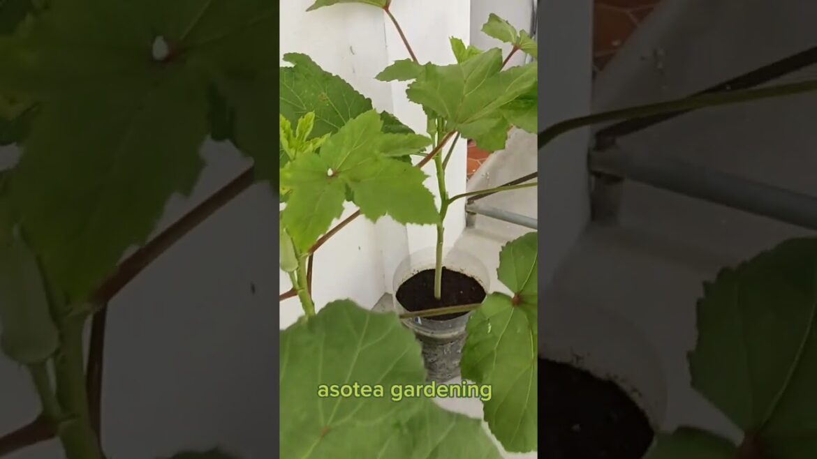 growing okra from seed to fruiting and soon to harvest #shorts #shortsvideo #new #youtubeshorts