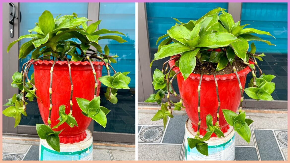 Elevate your garden with spectacular potted plants You won’t believe what happens next! Elevate your garden with spectacular potted plants You won't believe what happens next!