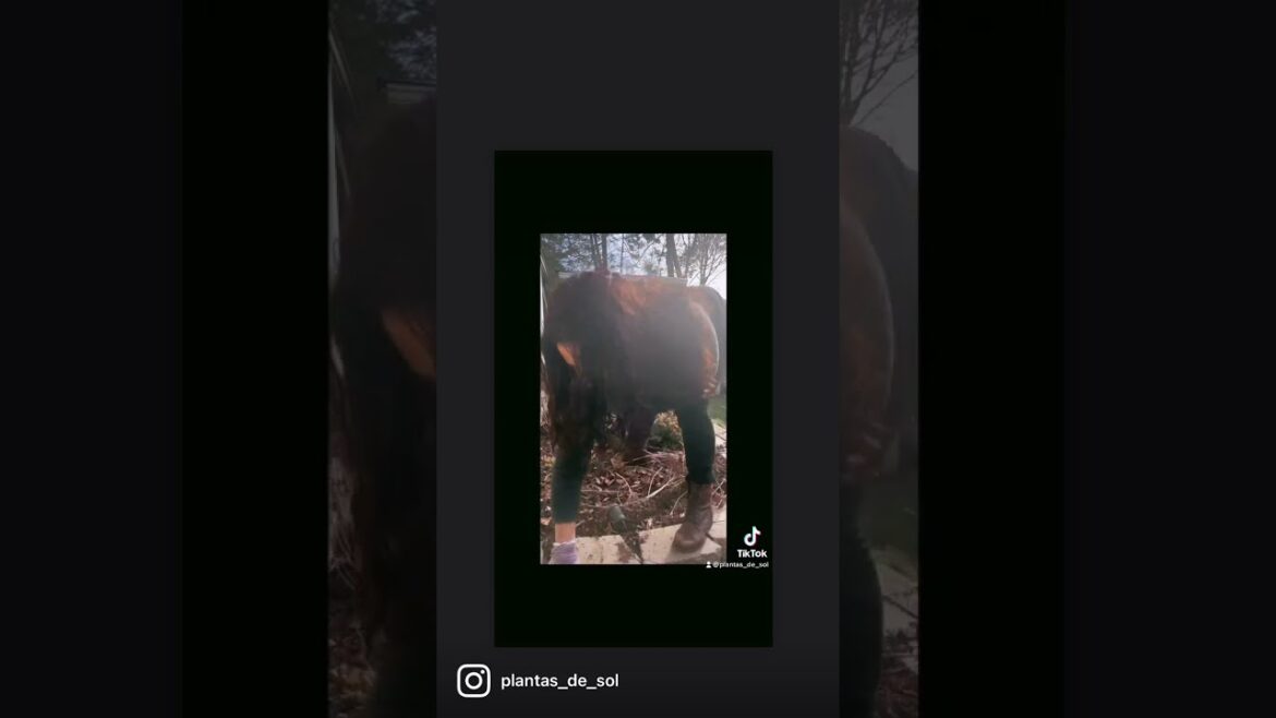 Fast forward Spring Cleaning with tips!#gardening #plant #gardenplants #garden #jardin