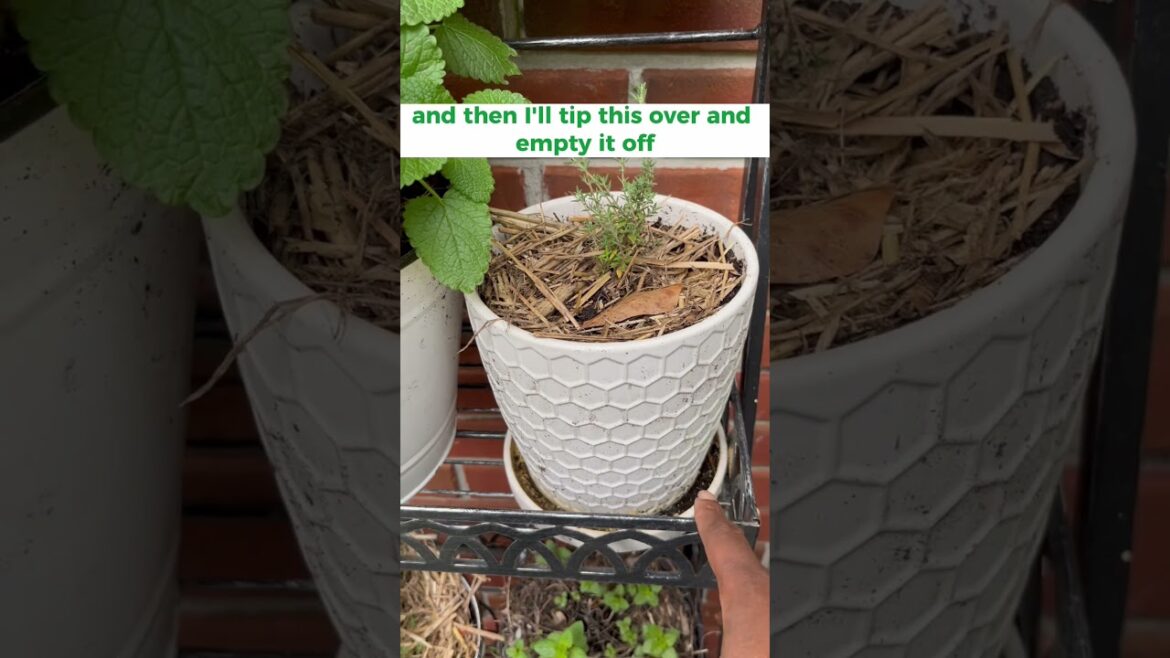 The Best Ways to Caring for a Container Garden|#gardentips #shorts The Best Ways to Caring for a Container Garden|#gardentips #shorts