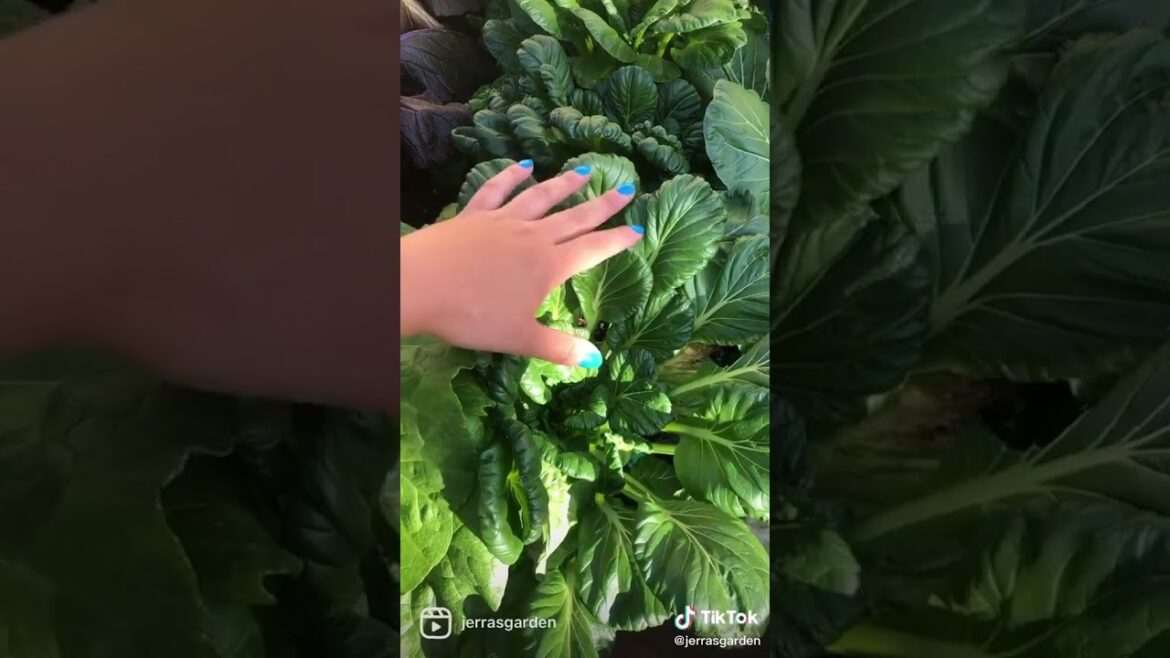 Why you should grow Tatsoi instead of spinach #tatsoi #spinach #vegetablegarden #homegrown #plants Why you should grow Tatsoi instead of spinach #tatsoi #spinach #vegetablegarden #homegrown #plants