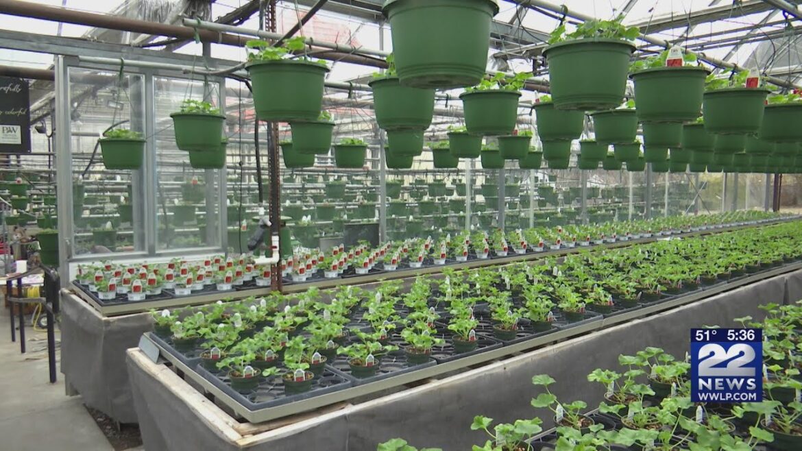 Local experts on what to plant in early spring