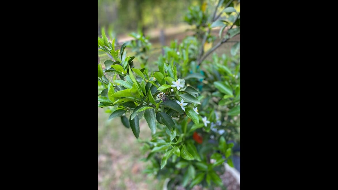 March Garden tour container Tropical, peaches, citrus and fig trees, zone 8b.