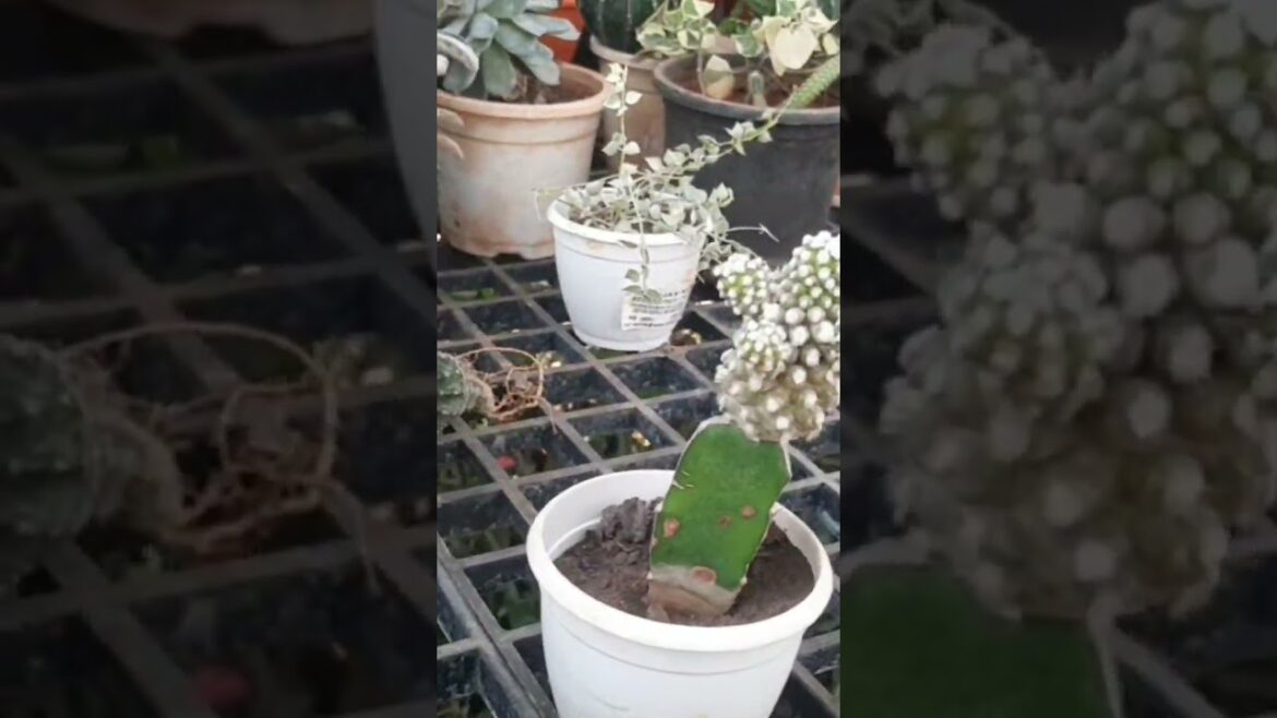 Grafted cactus plant #gardening #cactus #plants #shorts