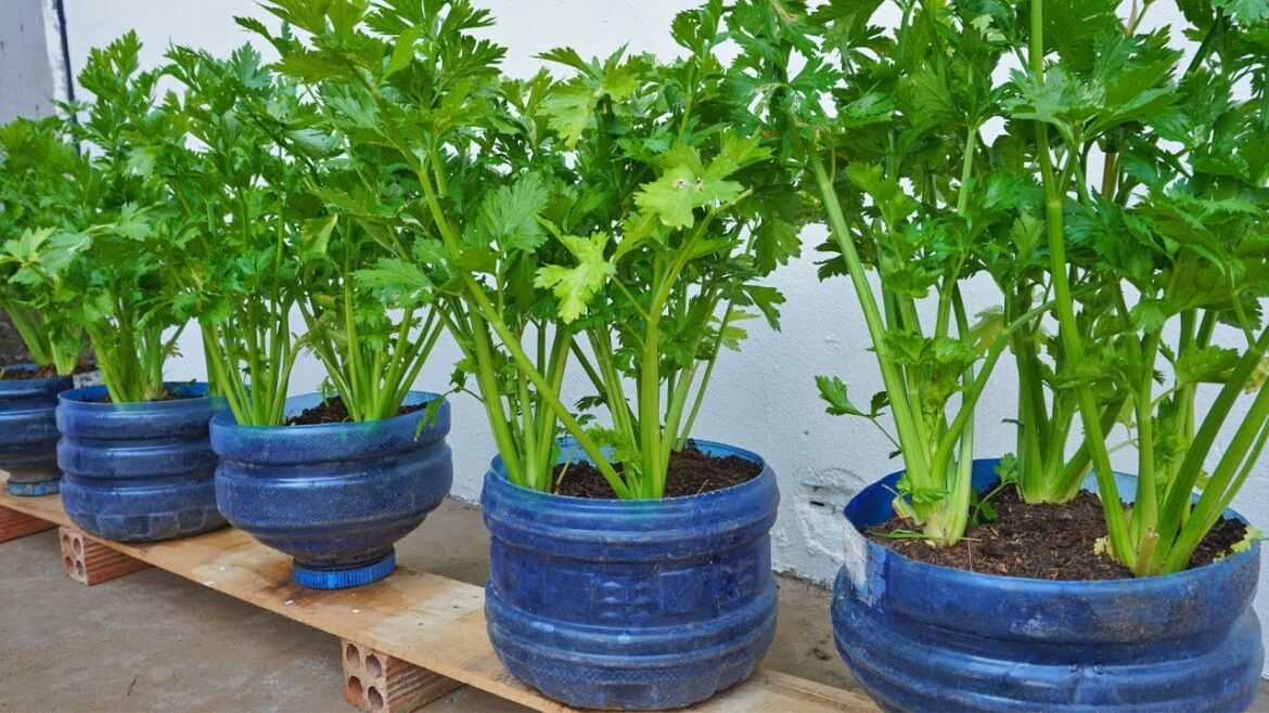 Why don’t you use plastic bottles to grow celery at home. Dream celery garden Why don't you use plastic bottles to grow celery at home. Dream celery garden