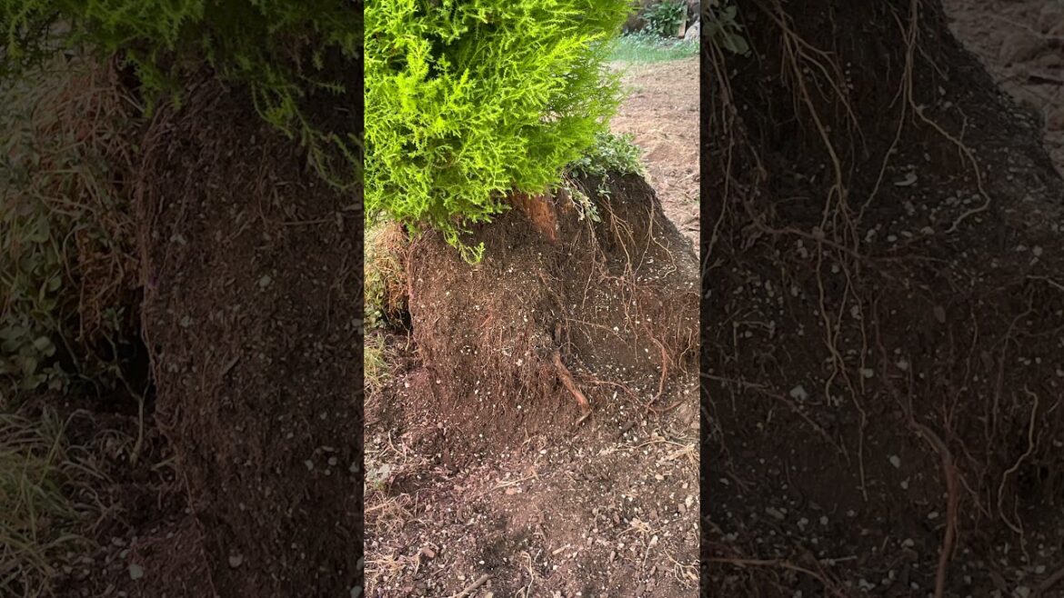 CONTAINER GARDENING MISTAKE 🤔🌲🪴