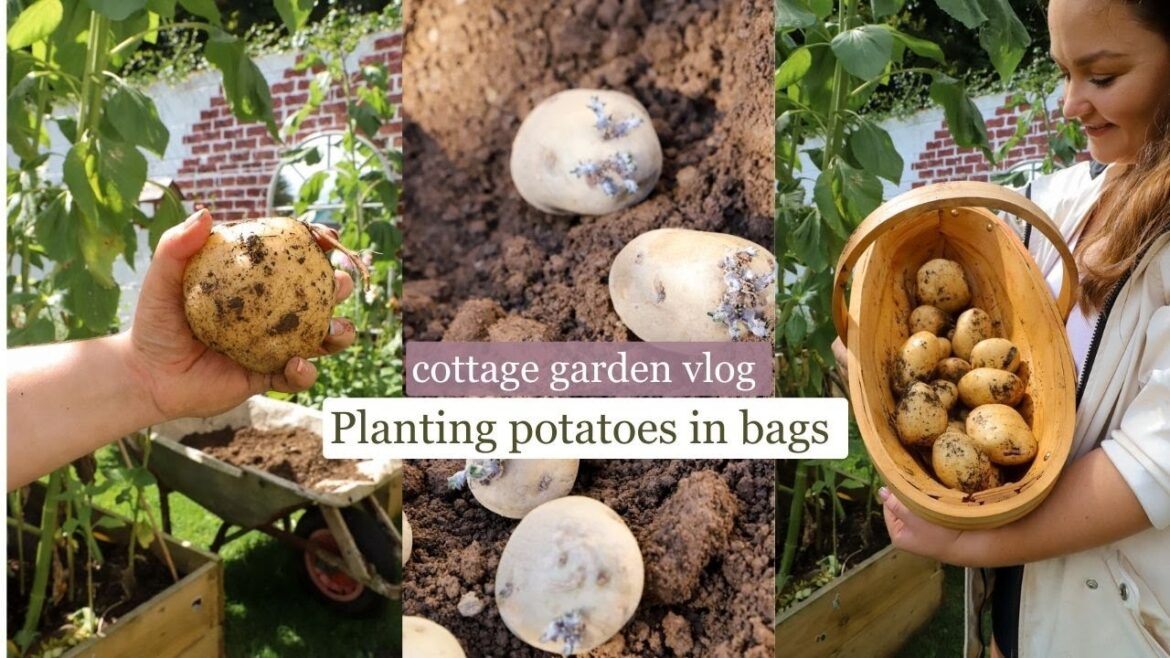 Grow potatoes in bags, small space growing  🥔 Spring cottage garden vlog