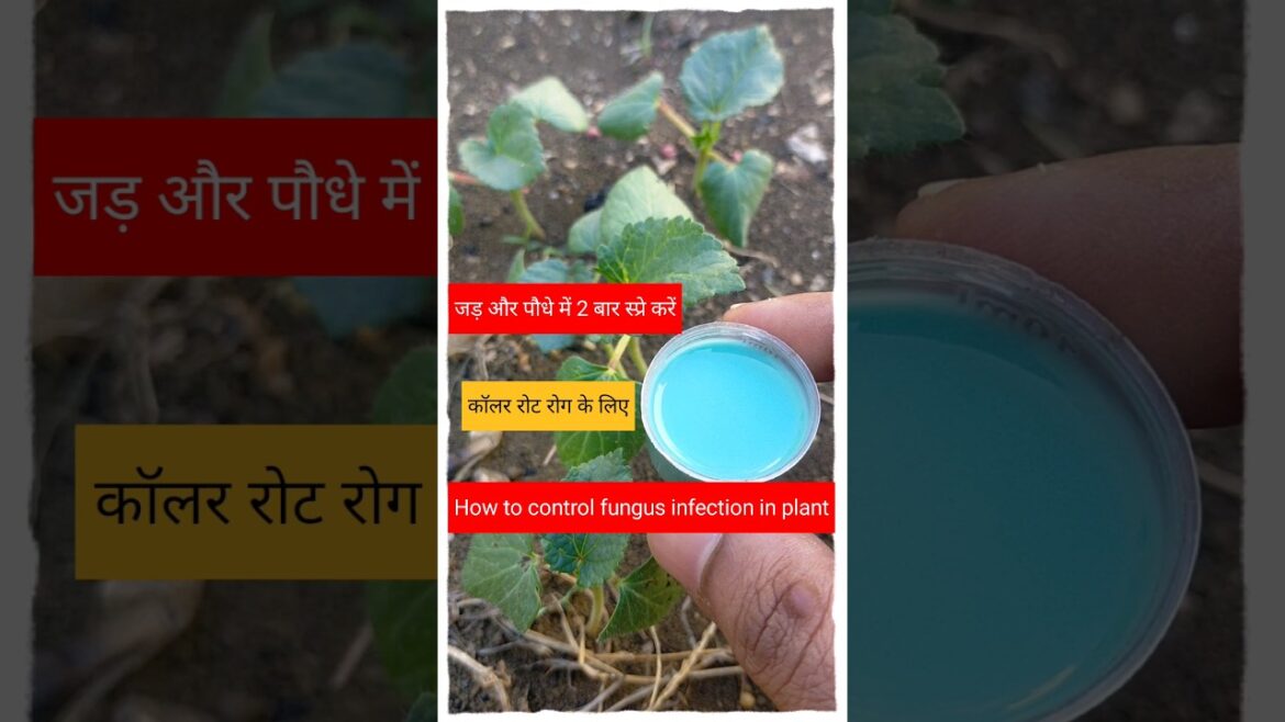 #shorts#gardening tips & home gardening#garden ideas for beginners & grow seedlings plant at home #shorts#gardening tips & home gardening#garden ideas for beginners & grow seedlings plant at home