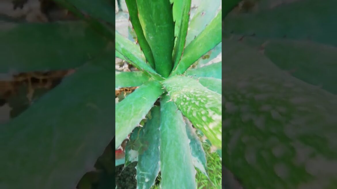 My Small Beautiful Home Garden Raining In My Backyard EP - 818 #shorts #garden #shorts