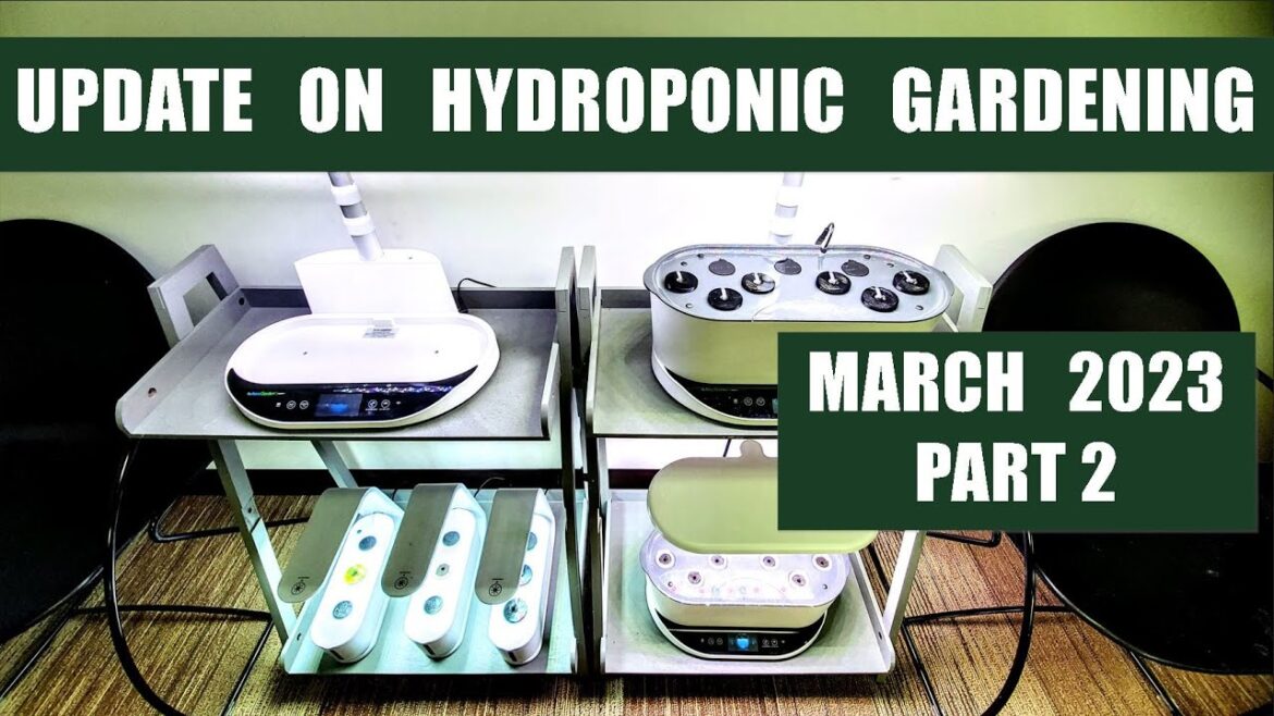 2023 MARCH UPDATE ON HYDROPONIC GARDENING INDOORS PART 2
