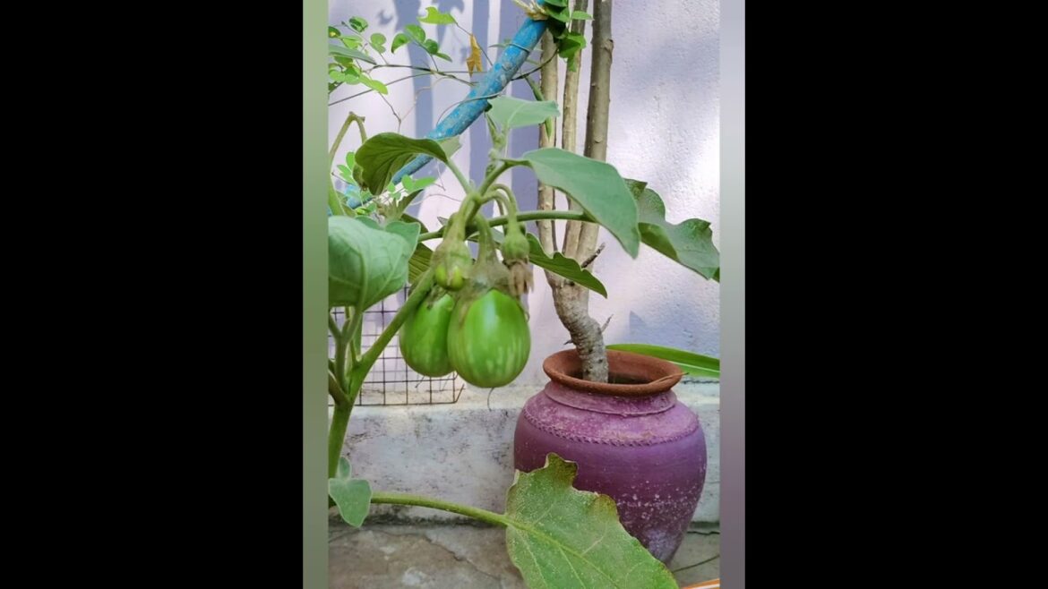 Beautiful vegetable Gardening photography | My bro backyard garden