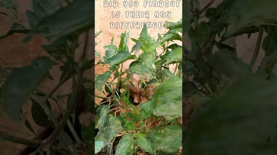 ವ್ಯತ್ಯಾಸ ಏನಾದ್ರೂ ಗೊತ್ತಾಯ್ತಾ? #gardening #chilli #chillies #greenchilli #garden #bangalore #bengaluru