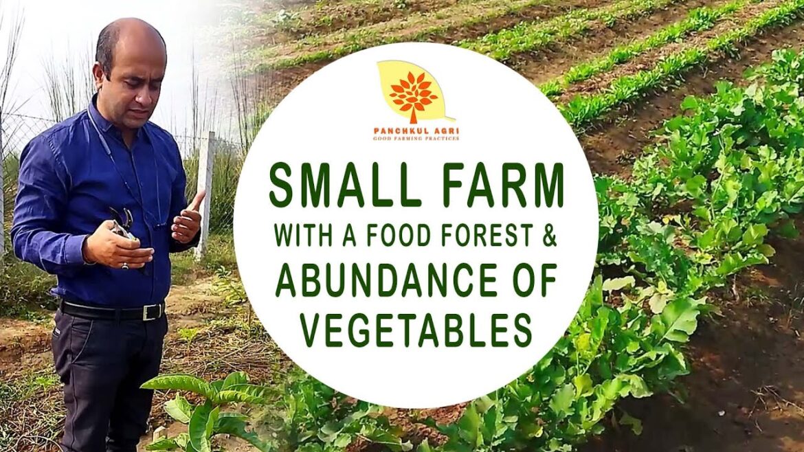 Small Farm With a Food Forest and Abundance of Vegetables | Panchkul Agri