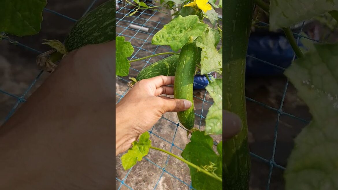 Sponge gourd in my garden...high yield...pls subscribe my channel for informative tips #shortsvideo