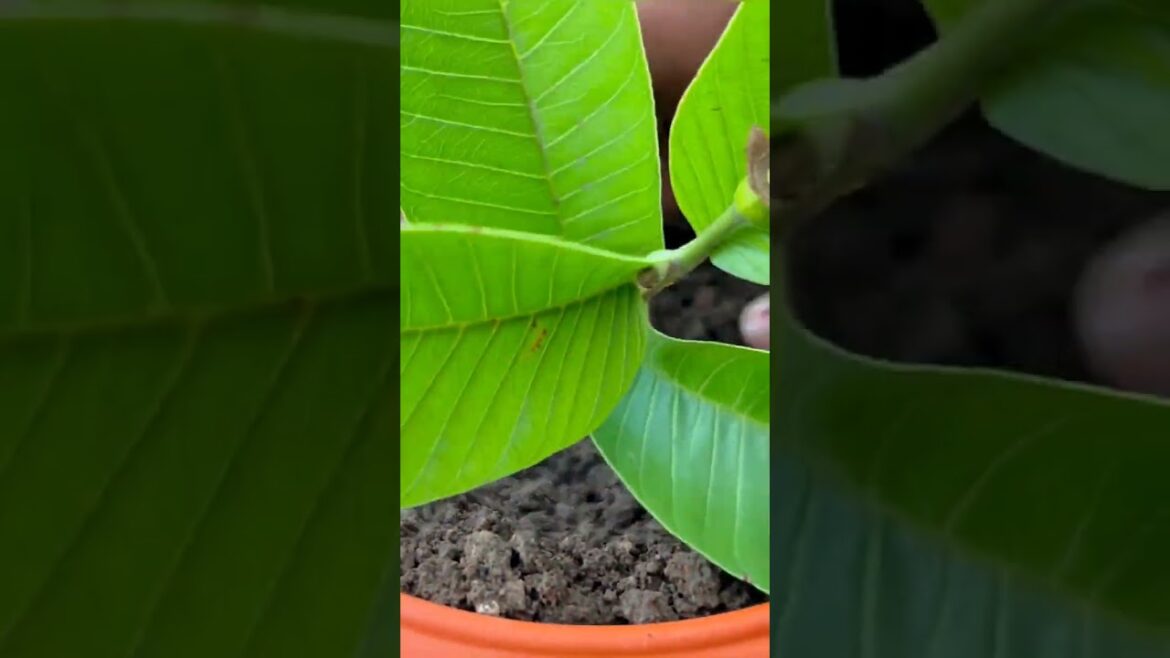 container gardening || ideas patio garden ||  gardening