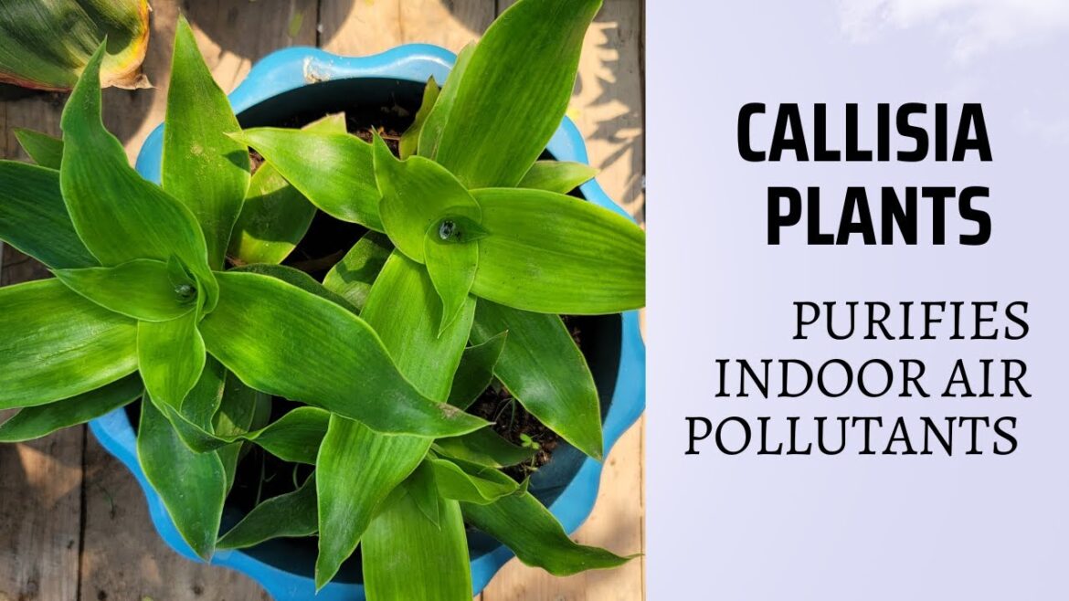 Callisia Fragrans / Growing Basket Plant / The best plant for purifies indoor air pollutants