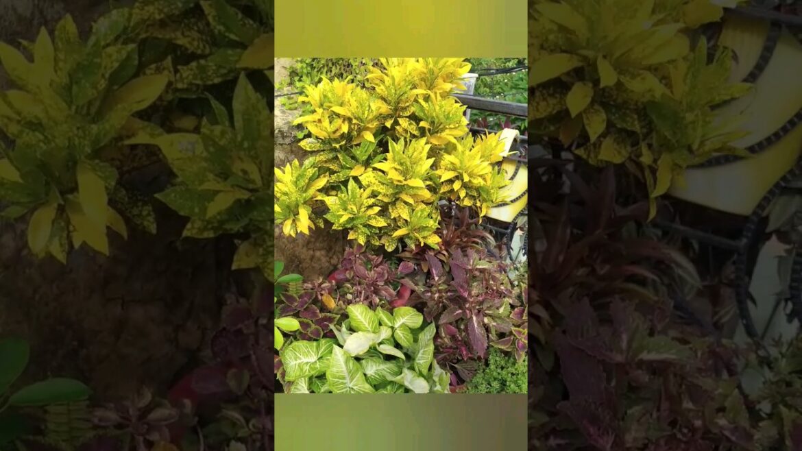 Gardening tips for beginners/Tips and tricks to grow Healthy Cuttings Faster