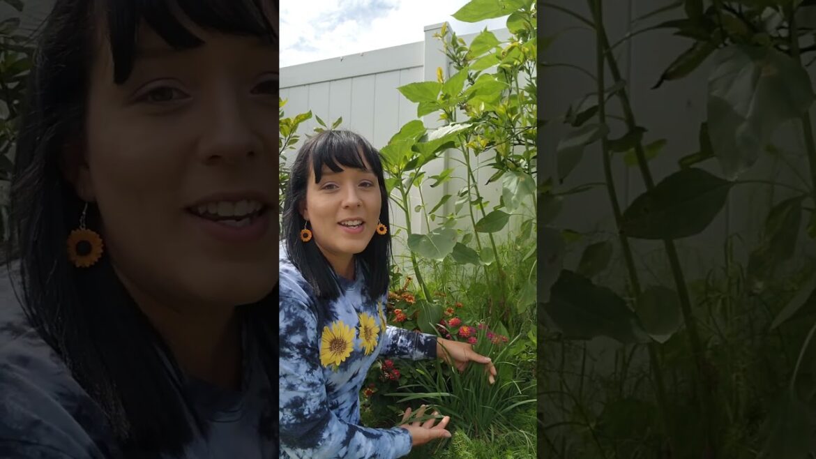 My favorite perennial herbs #herbs #garden #homegrown #urbangarden #herbgarden #beginnergardener