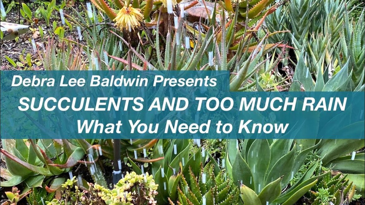 Succulents and Too Much Rain: What You Need to Know Succulents and Too Much Rain: What You Need to Know