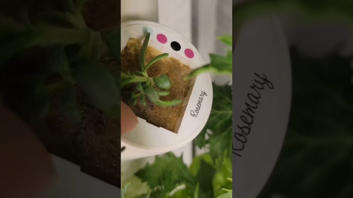 Indoor Vertical Green Wall #hydroponics