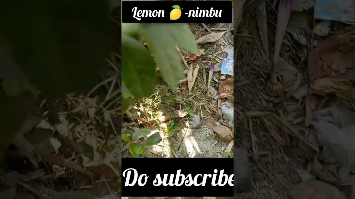 Lemon tree growing in container #containergardening #gardening #shorts Lemon tree growing in container #containergardening #gardening #shorts