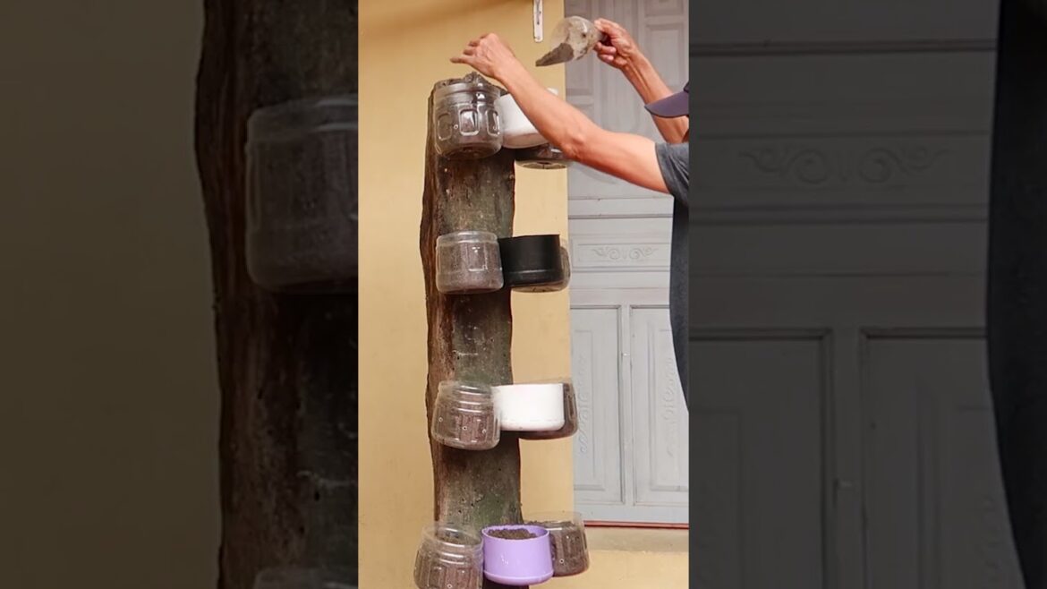 Vertical vegetable garden on dry trees, growing salad at home for everyone 2