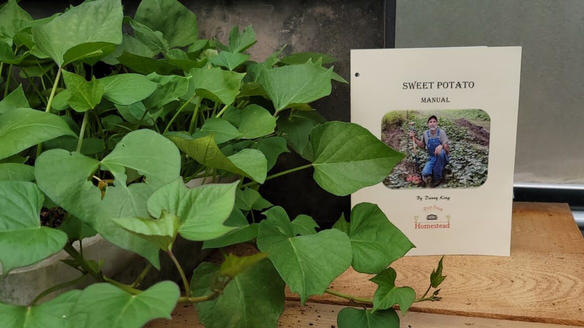 Sweet Potato SLIPS Grown in a WALMART Container!!