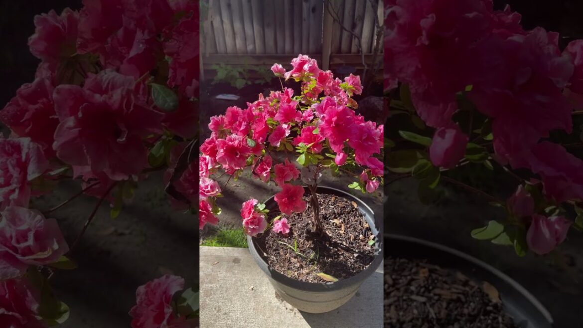 Vegetable Garden-March Highlights