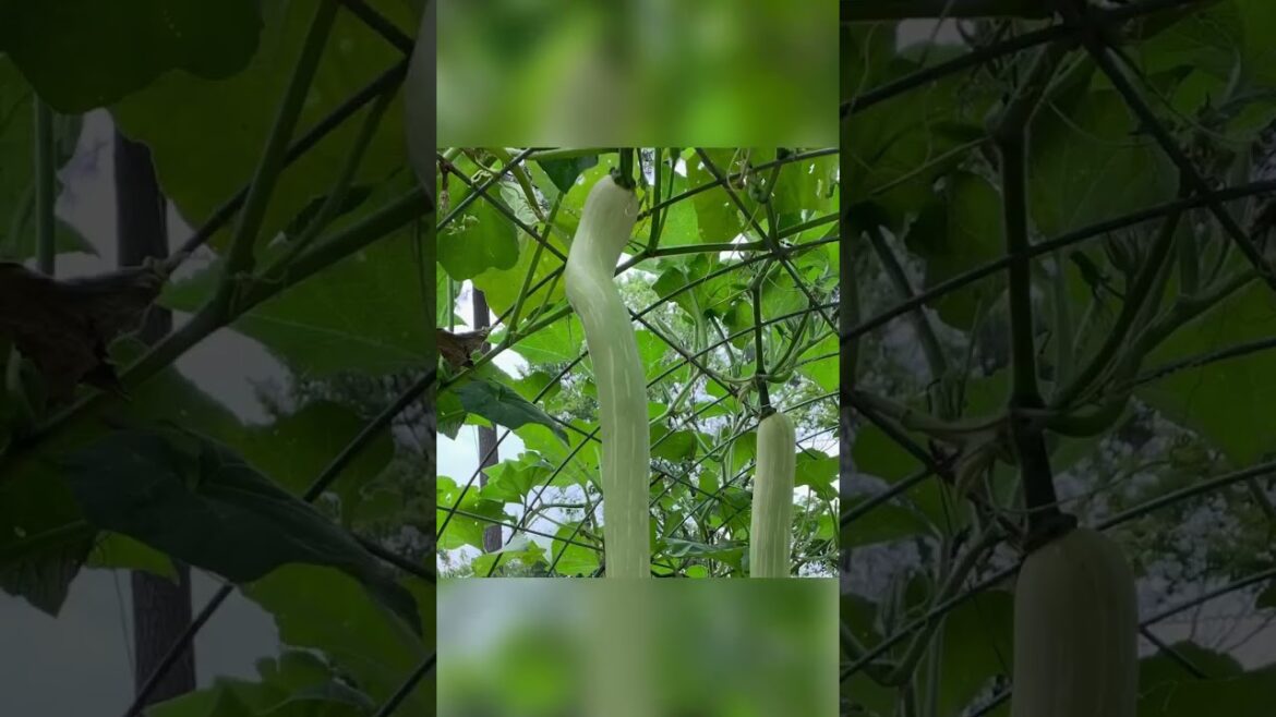 Trellis ideas for the summer garden