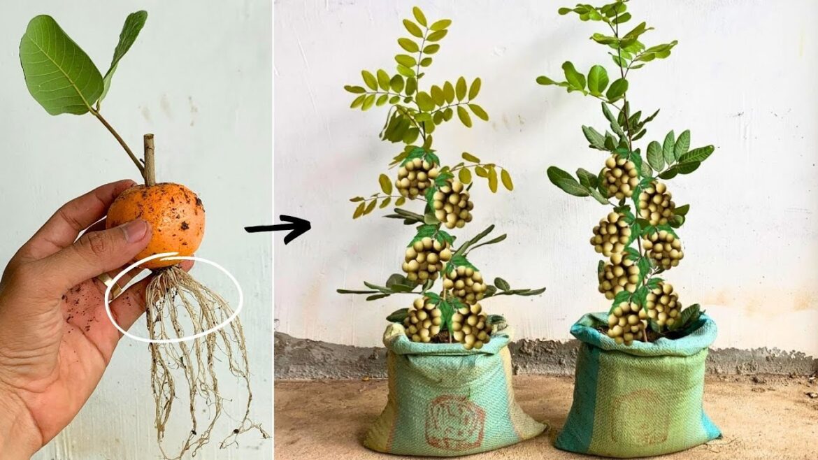 DIY Growing Longan Tree in the Sacks Unique Skill How to Propagate Longan Tree With Orang Easy way DIY Growing Longan Tree in the Sacks Unique Skill How to Propagate Longan Tree With Orang Easy way