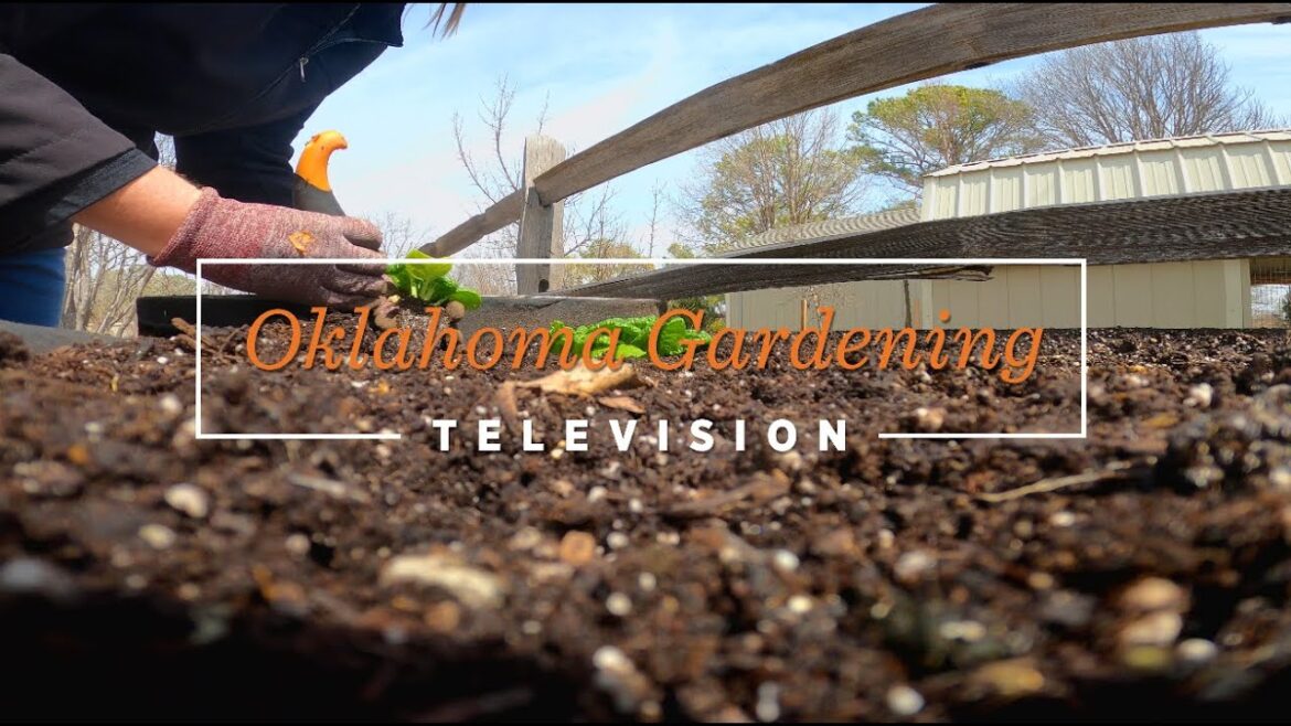 Oklahoma Gardening March 25, 2023