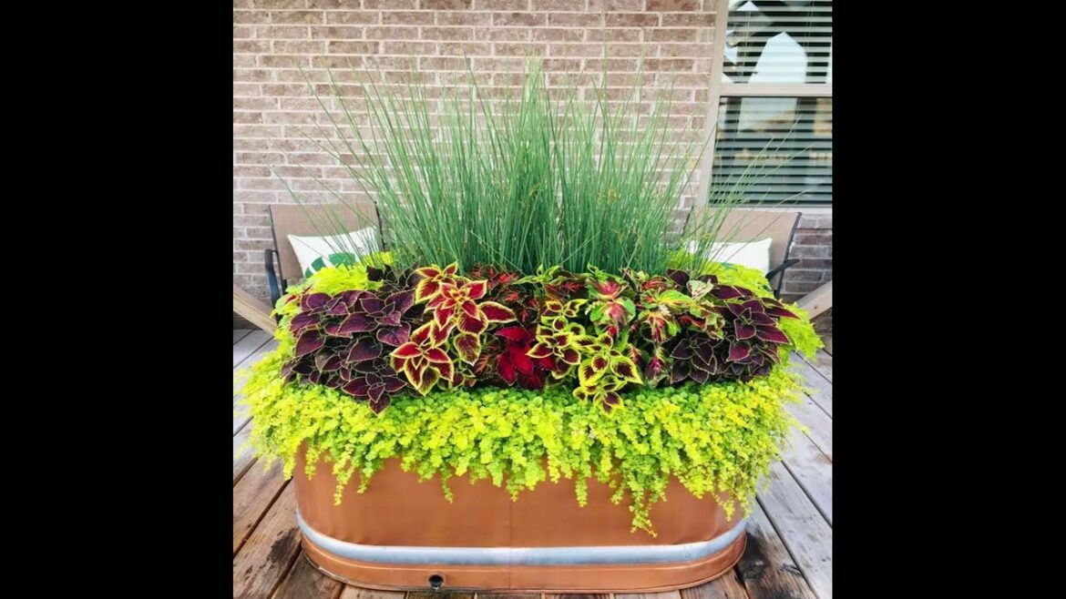 Bushy coleus plant arranging ideas | Garden makeover