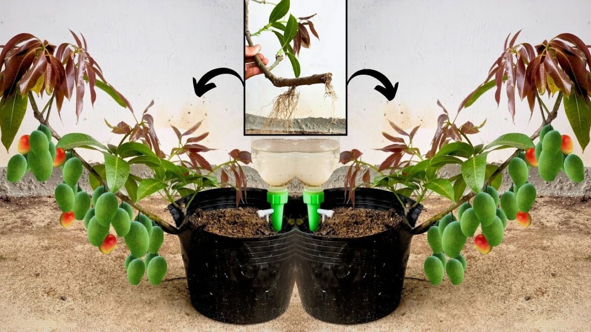 Ultimate Growing Mango Tree from cutting With Quick and Easy Techniques | Grafting Mango Tree 2023 Ultimate Growing Mango Tree from cutting With Quick and Easy Techniques | Grafting Mango Tree 2023