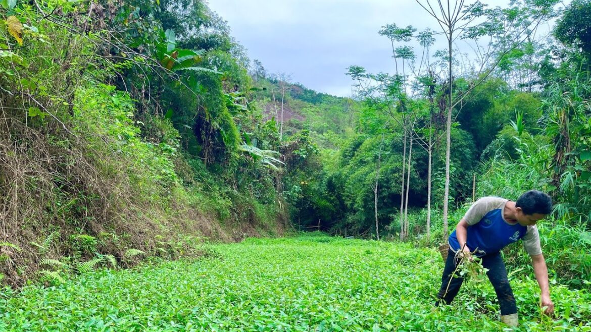 Survival Alone || Looking For Food For Swine Gardening Vegetables