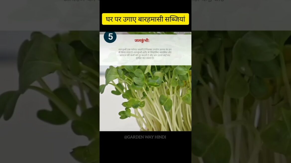 घर पर उगाए बारहमासी सब्जियां #vegetablegardening #gardening #vegetables #terracegardening #short