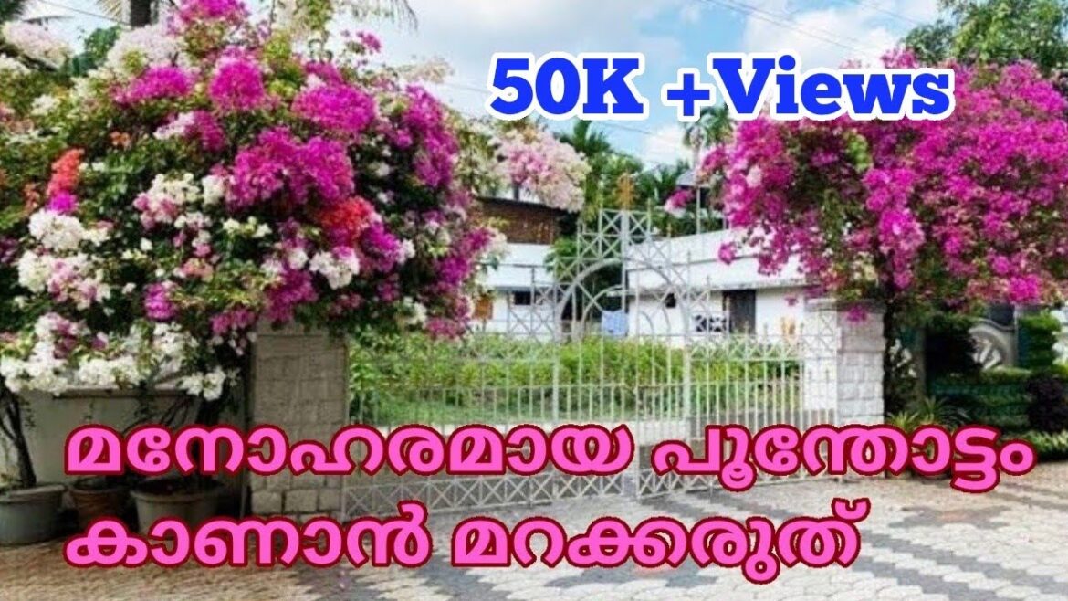 Beautiful house and vertical garden/Creative garden ideas/Malayalam/Indoor plants/Salu koshy/Veedu