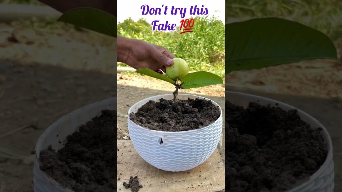 fake gardening / don't try this /gardening tips / gardening ideas