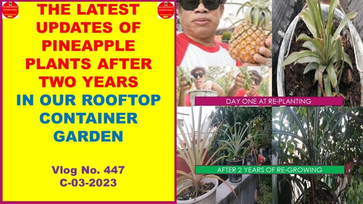 The Latest Updates of Pineapple Plants In Our Rooftop Container Garden | Tropical Fruit-Philippines