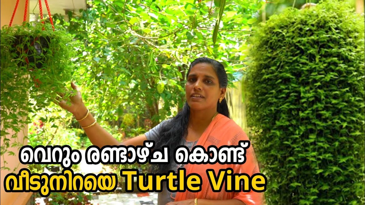 Turtle Vine Care & Gardening Tips in Malayalam | Fast Growing Hanging Plants Turtle Vine Care & Gardening Tips in Malayalam | Fast Growing Hanging Plants