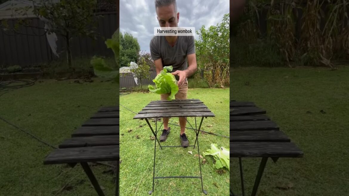 Cabbage harvest #gardening #growyourownfood #backyardgardening #vegetable #growingveg #garden